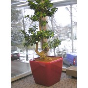 Ficus microcarpa bonsai 35/100 cm in Lechuza quadro 43 cm